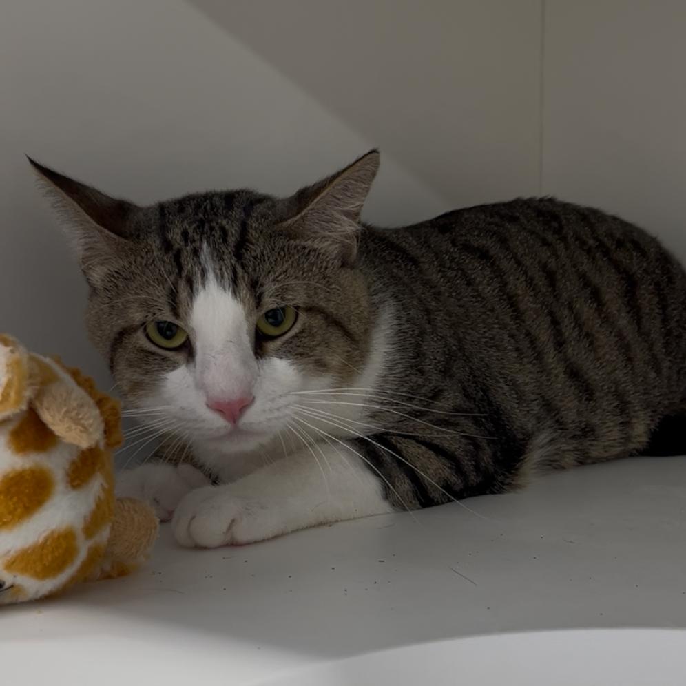 Enlarge Buggy, a Adoptable Domestic Short Hair in Clearwater, FL image 2/5