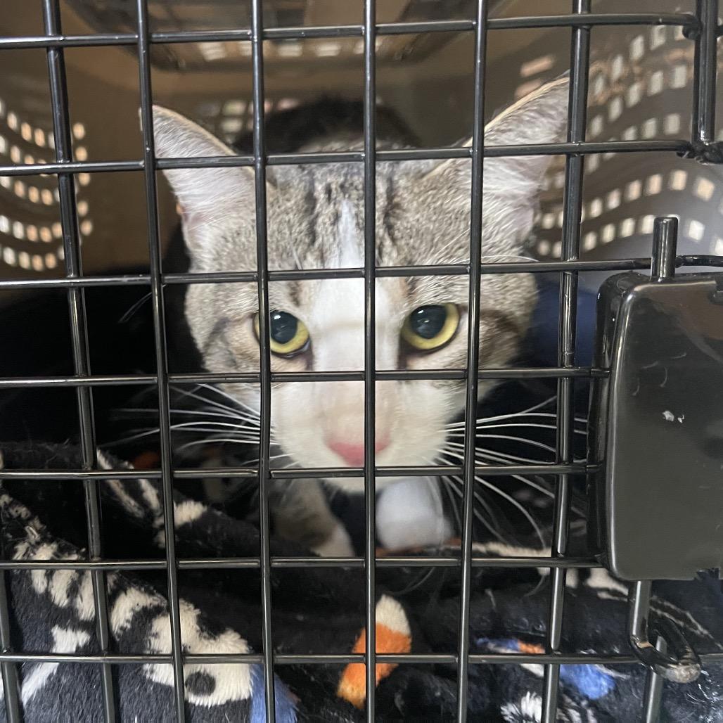 Enlarge Buggy, a Adoptable Domestic Short Hair in Clearwater, FL image 3/5