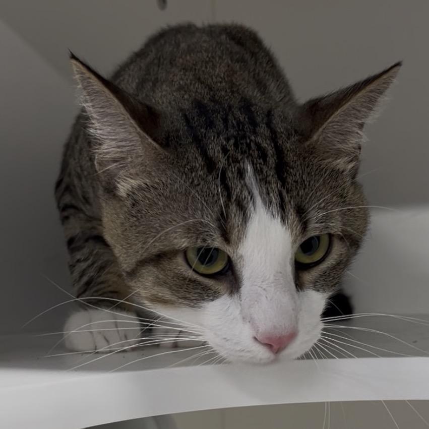 Enlarge Buggy, a Adoptable Domestic Short Hair in Clearwater, FL image 4/5
