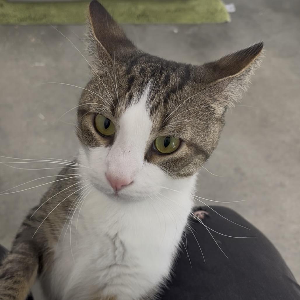 Enlarge Buggy, a Adoptable Domestic Short Hair in Clearwater, FL image 5/5