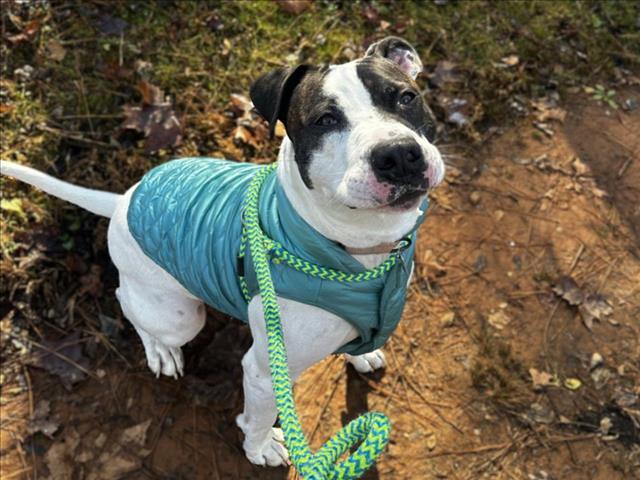 BENNY BOY, Adoptable, Adult Male Pit Bull Terrier & Mixed Breed.