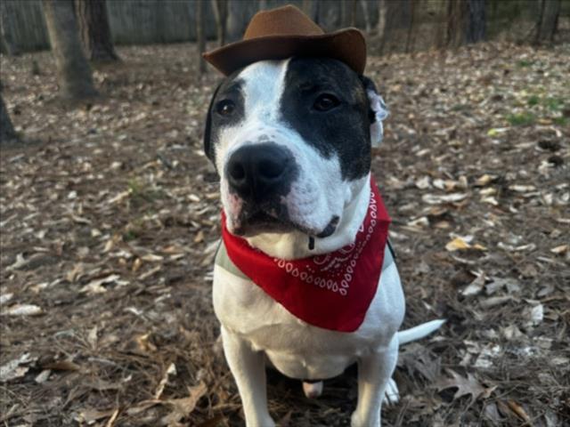 BENNY BOY, Adoptable, Adult Male Pit Bull Terrier & Mixed Breed.