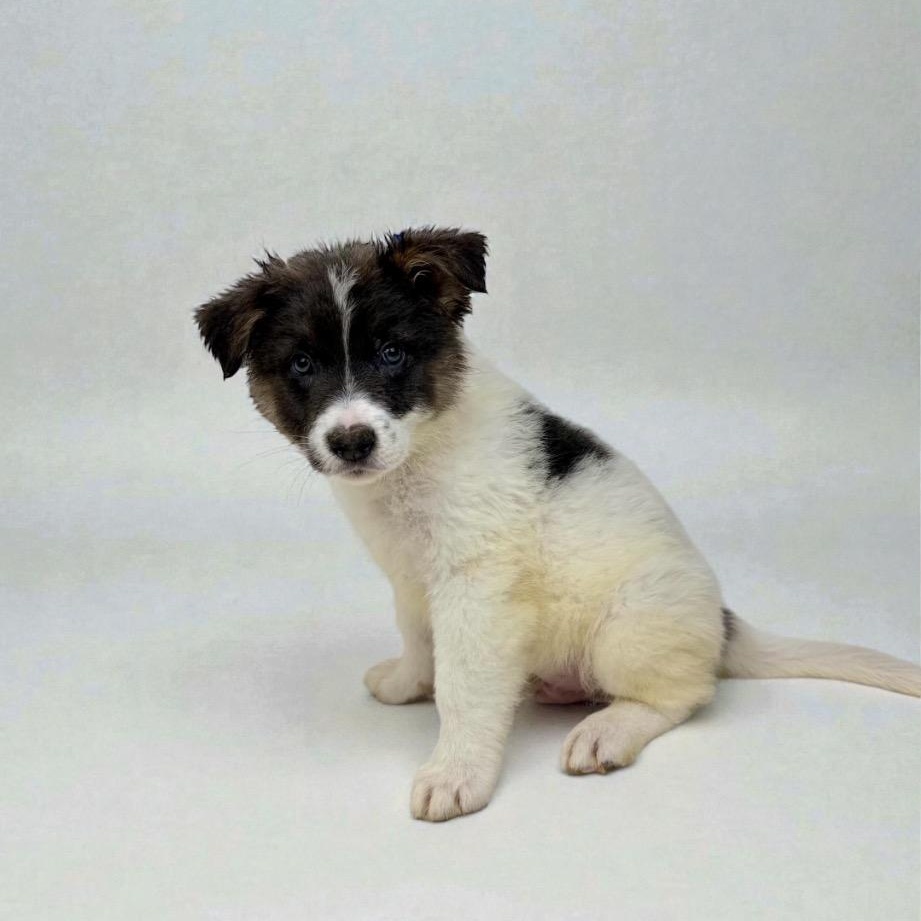 Han Solo, a Adoptable mixed breed in Clinton, NJ image 4/5