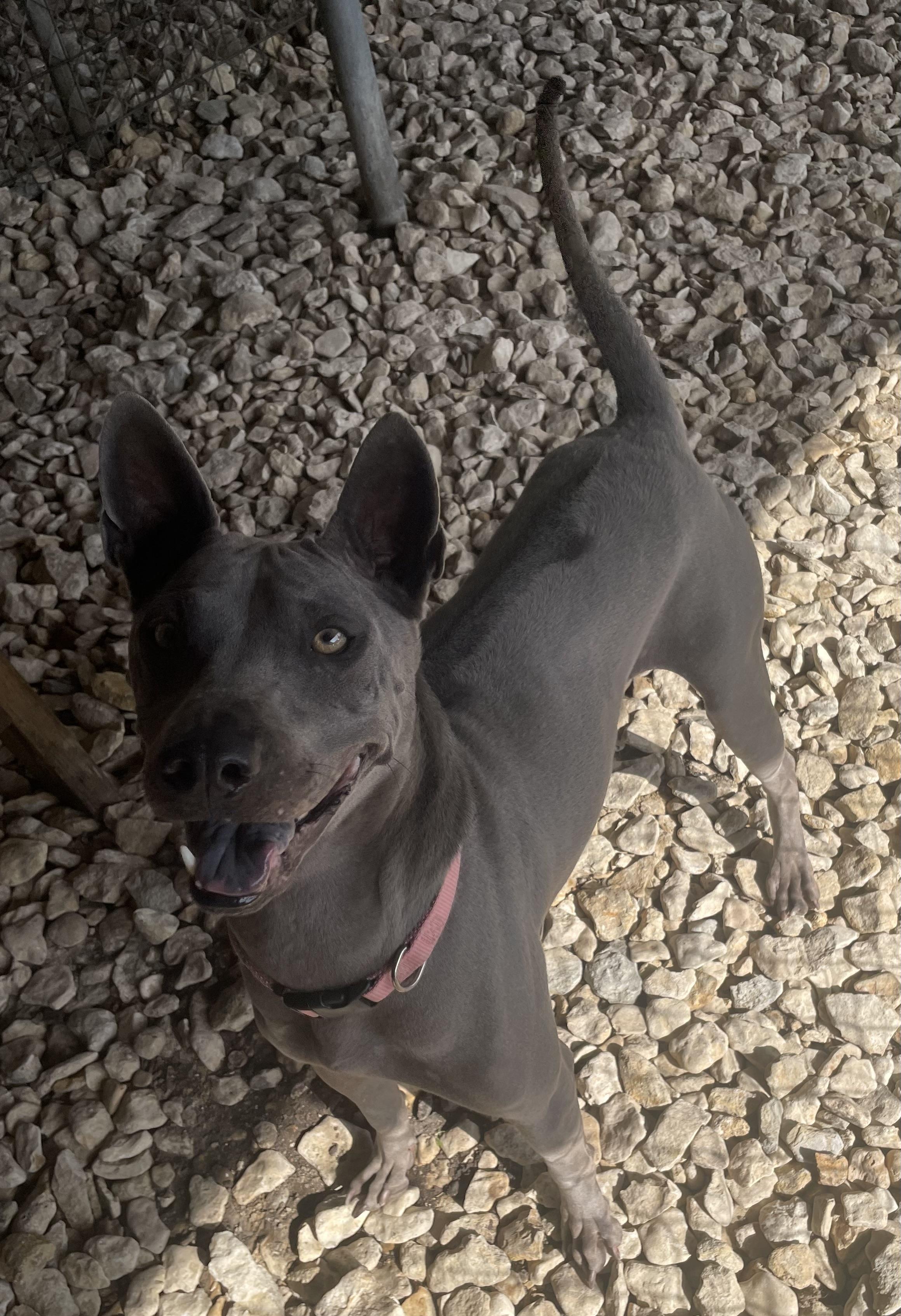 Izel, Adoptable, Adult Female Thai Ridgeback.