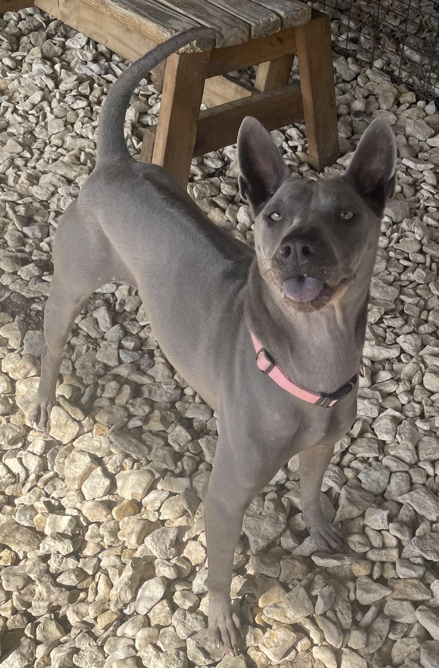 Enlarge Izel, a Adoptable mixed breed in Plano, TX image 2/6