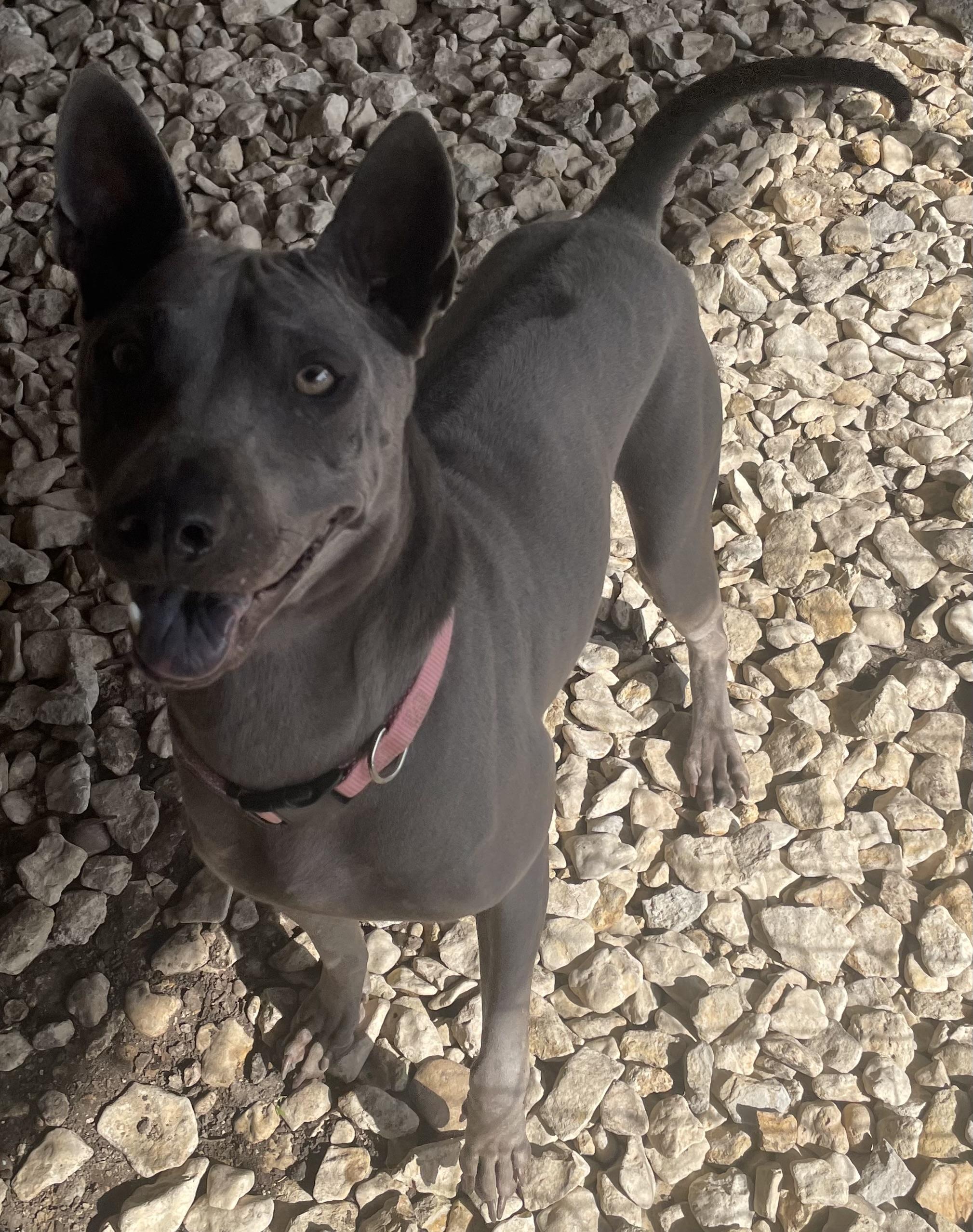 Enlarge Izel, a Adoptable mixed breed in Plano, TX image 3/6