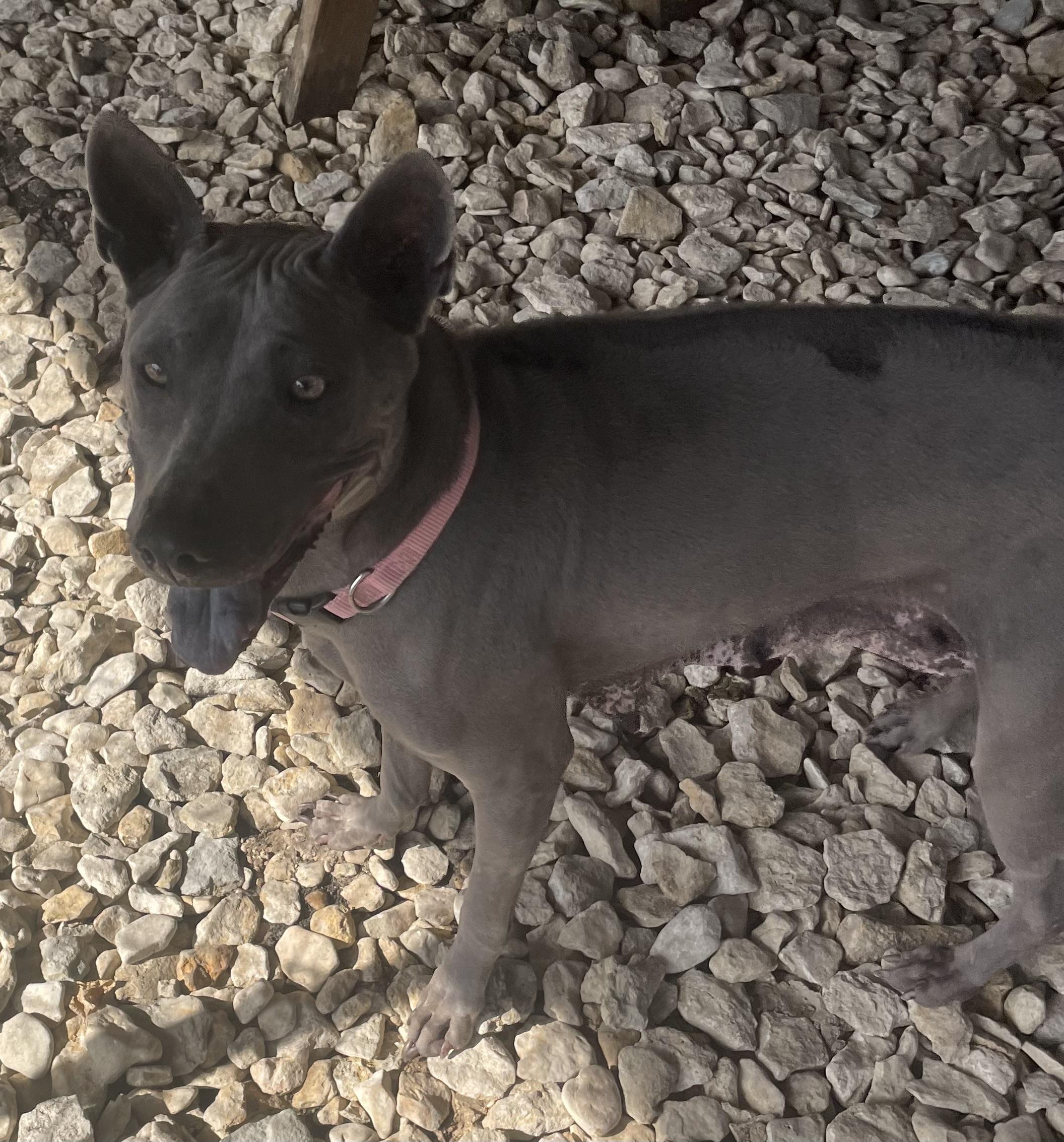 Enlarge Izel, a Adoptable mixed breed in Plano, TX image 4/6