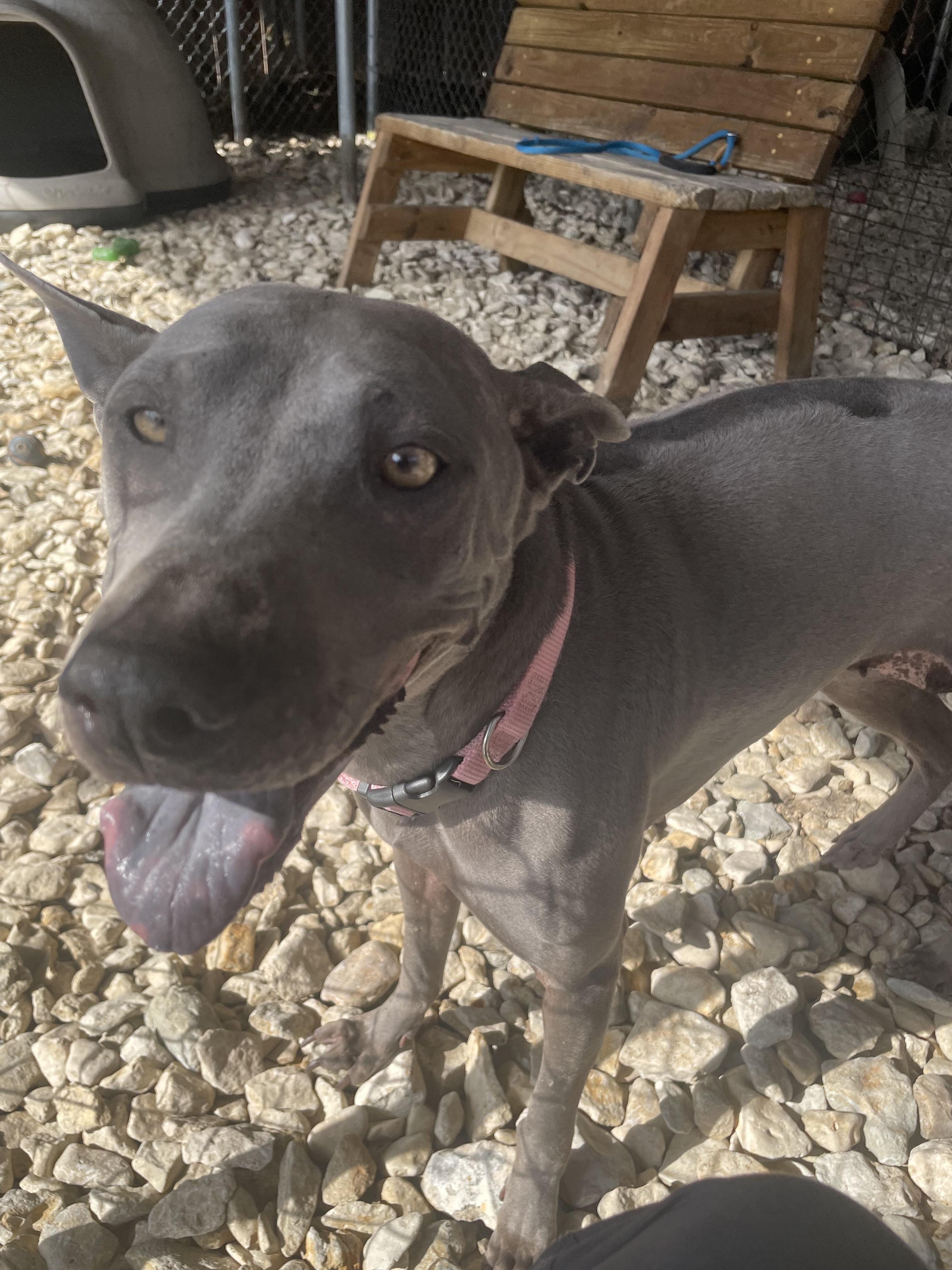 Enlarge Izel, a Adoptable mixed breed in Plano, TX image 5/6
