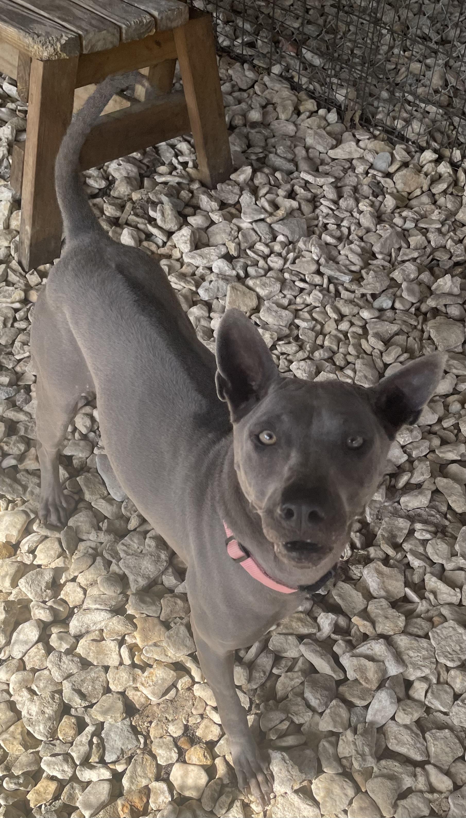 Enlarge Izel, a Adoptable mixed breed in Plano, TX image 6/6