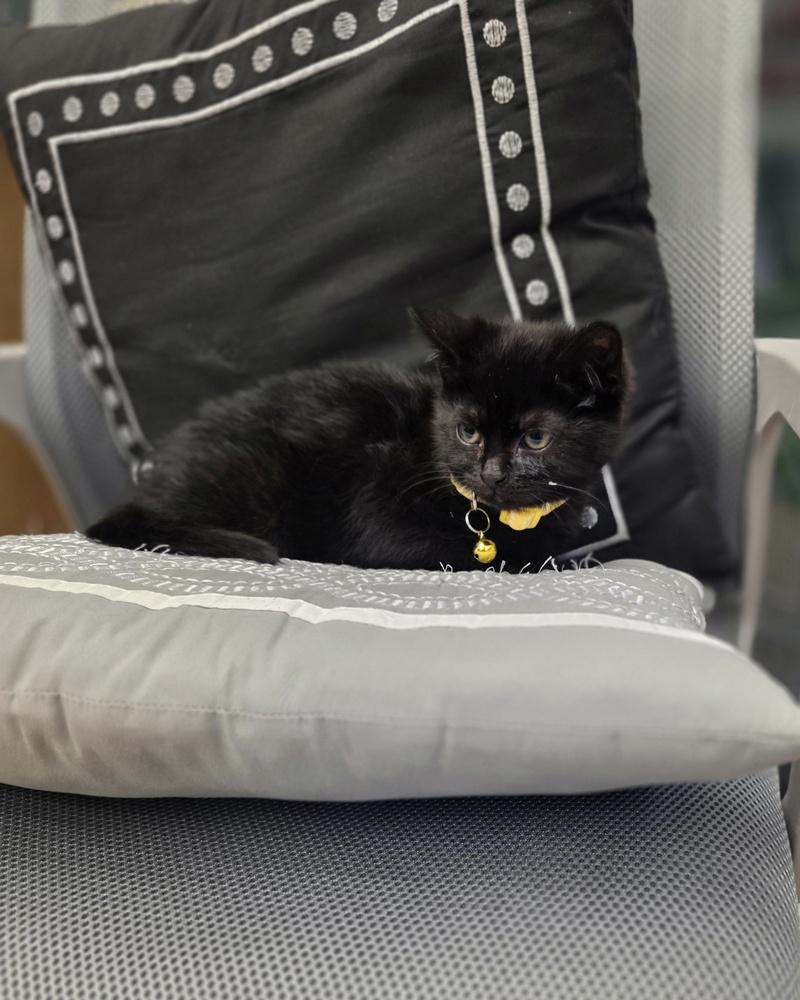 Ammy Kits : Sammy, Adoptable, Kitten Female Domestic Medium Hair.