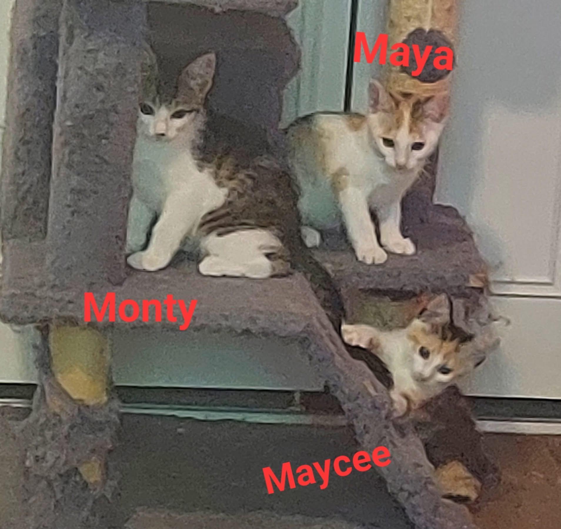 Maya 2