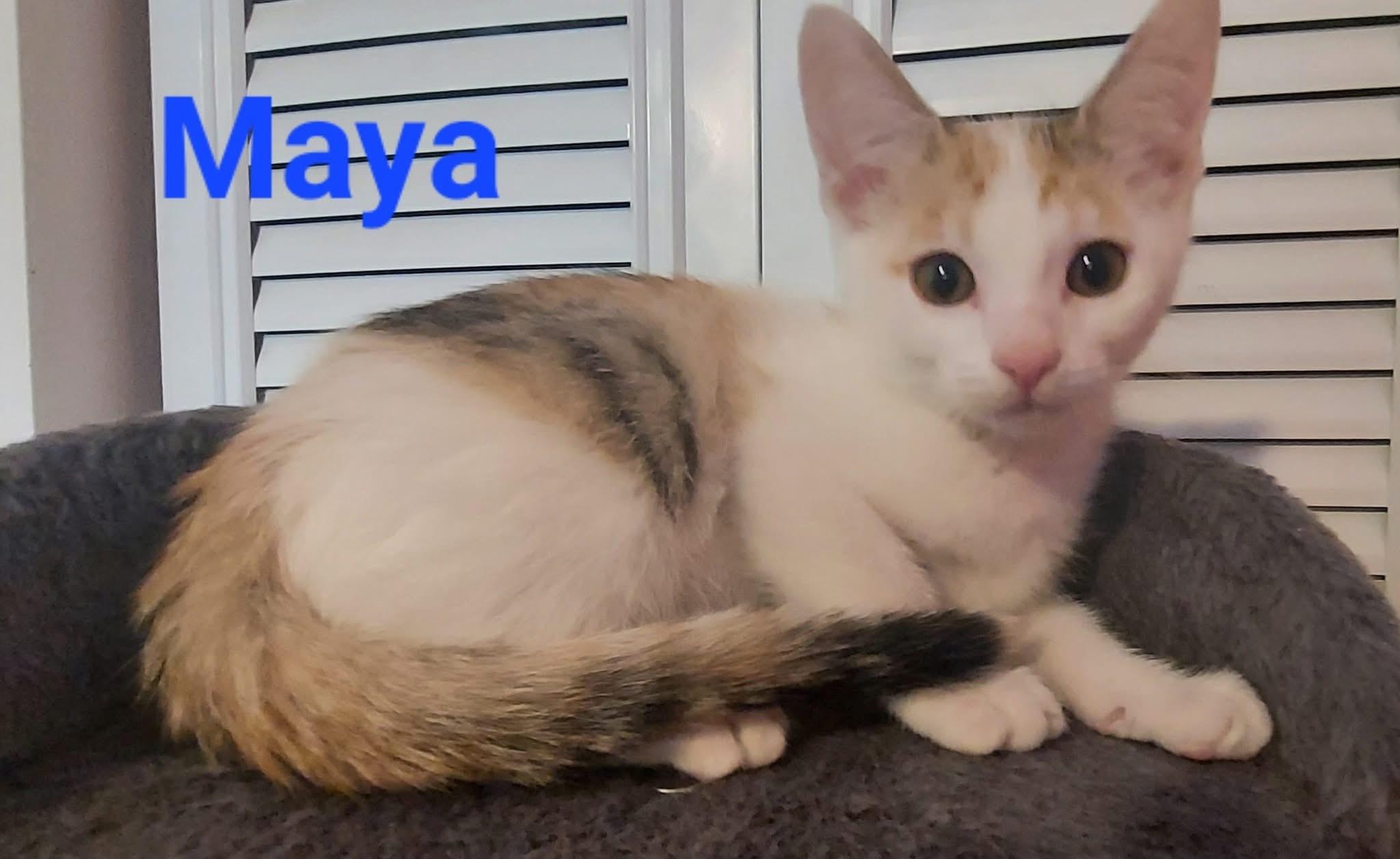 Maya