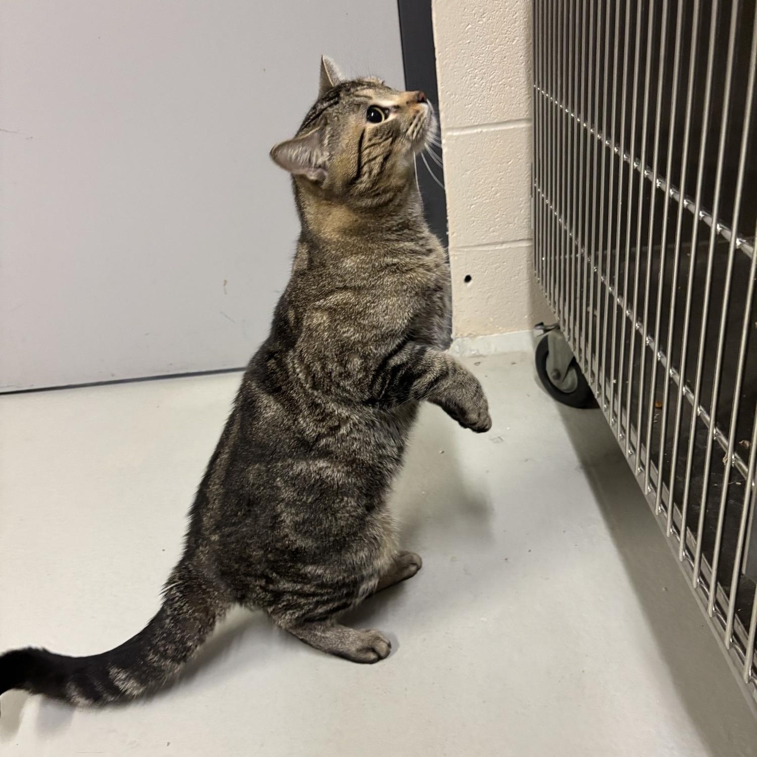 Pawbert CS-028/26, a ADOPTABLE Domestic Short Hair in Burlington, ON image 3/3