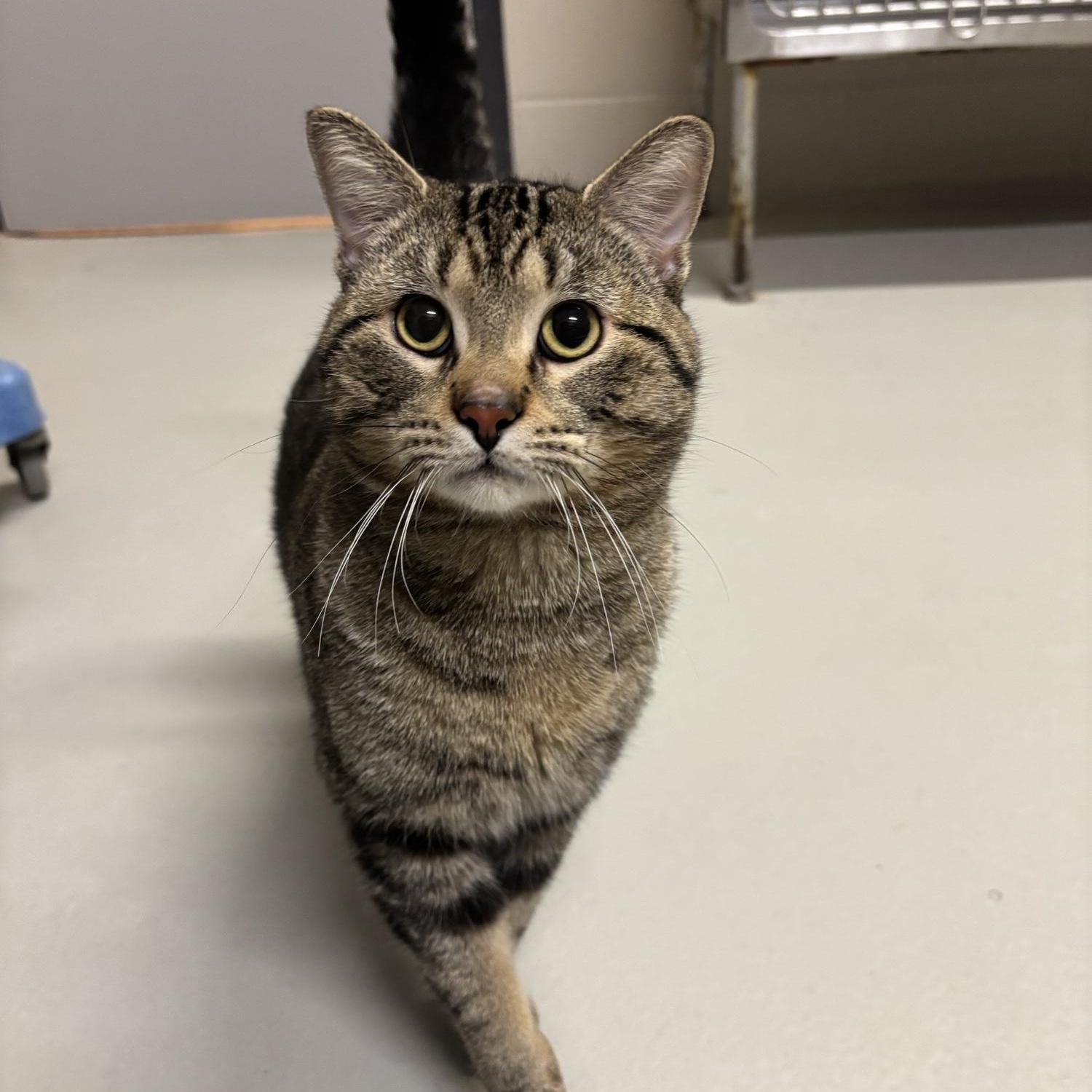 Pawbert CS-028/26, ADOPTABLE, Adult Male Domestic Short Hair.