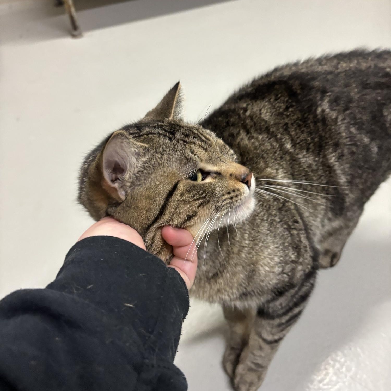 Pawbert CS-028/26, a ADOPTABLE Domestic Short Hair in Burlington, ON image 2/3