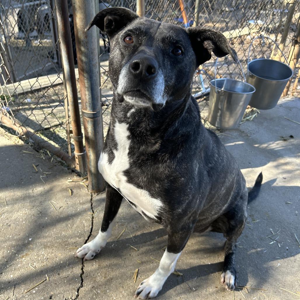 Molly, Adoptable, Adult Female English Bulldog.