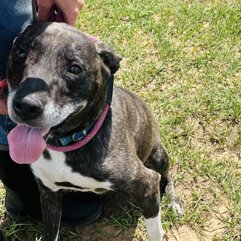 Enlarge Molly, a Adoptable English Bulldog in Enterprise, AL image 1/1