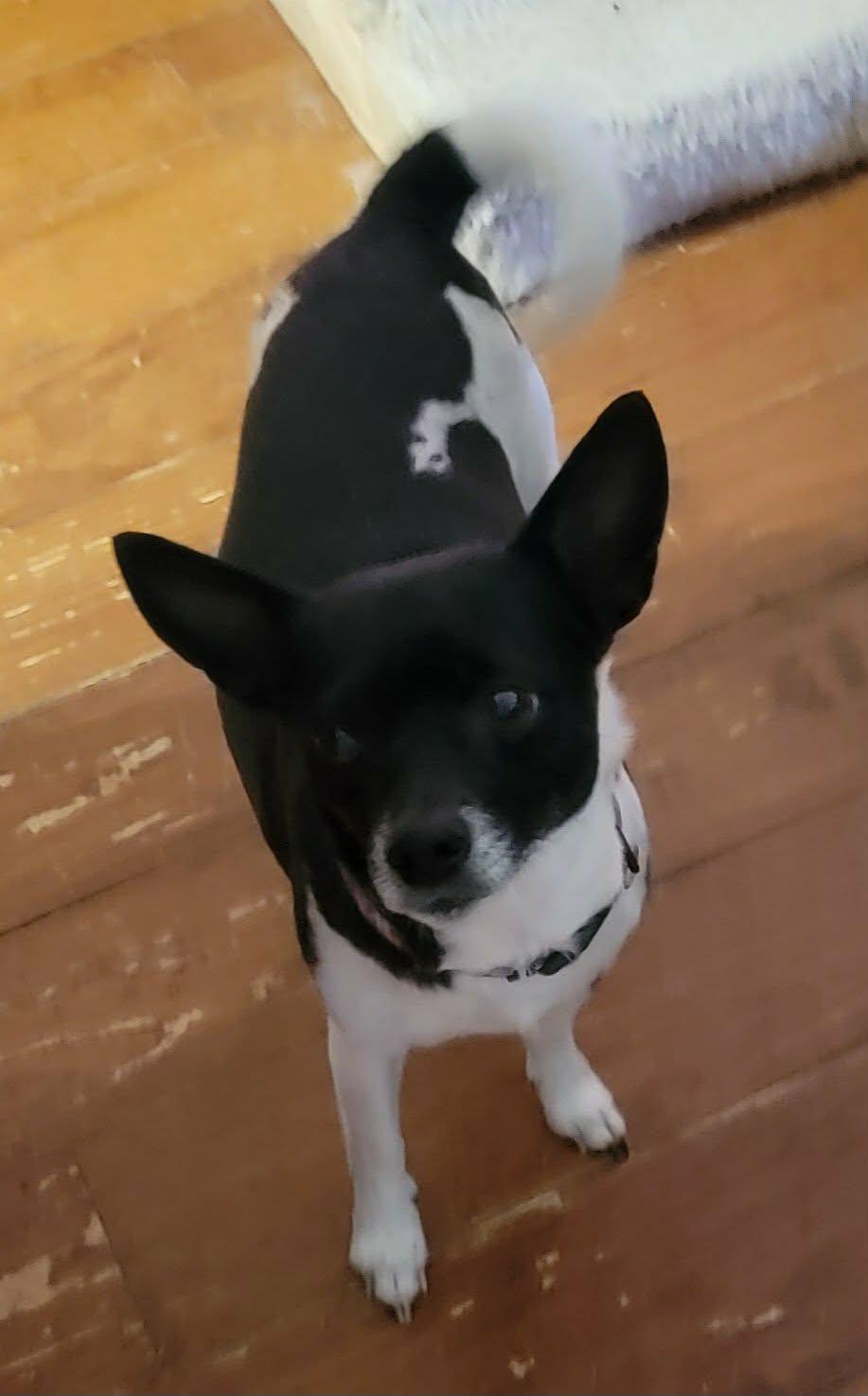 Enlarge Regan, a ADOPTABLE mixed breed in Van Alstyne, TX image 5/6