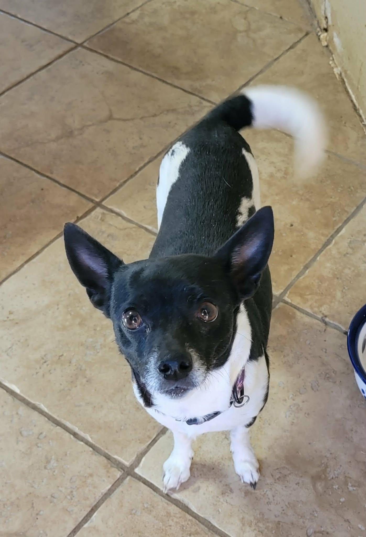 Enlarge Regan, a ADOPTABLE mixed breed in Van Alstyne, TX image 2/6