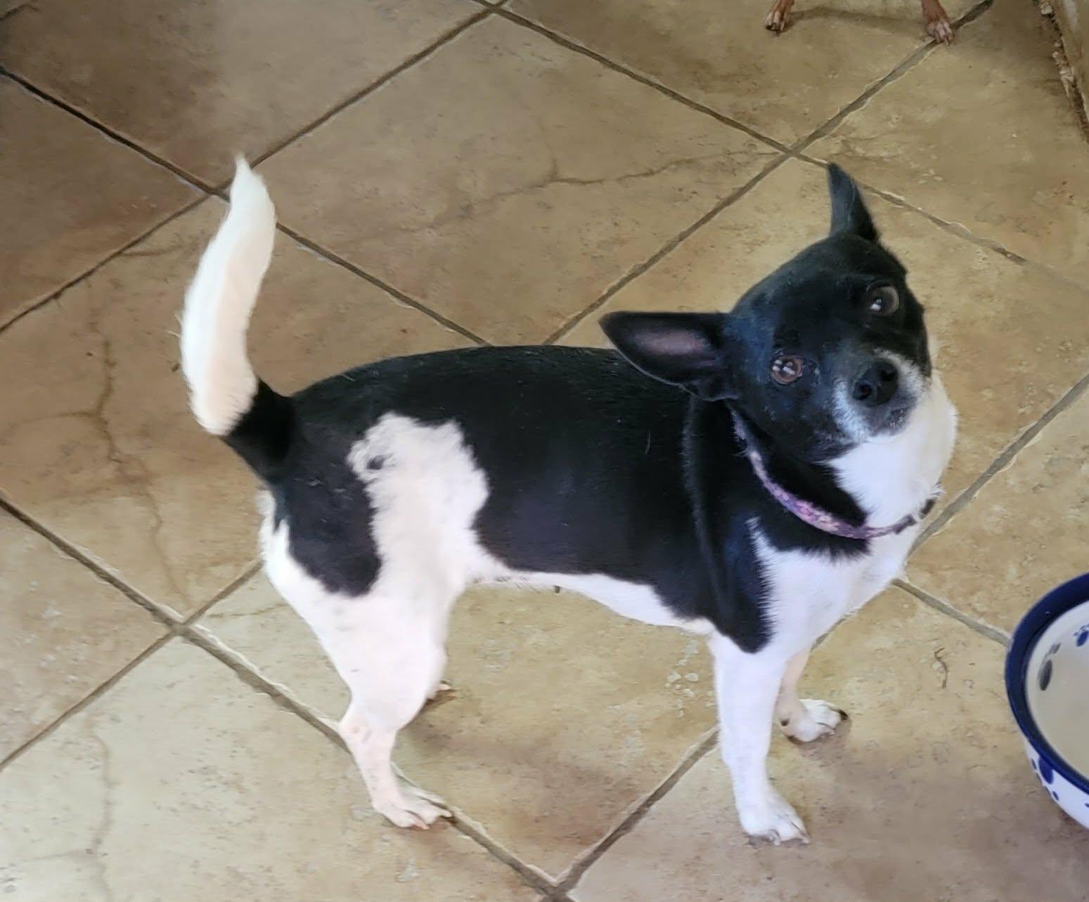 Regan, ADOPTABLE, Adult Female Chihuahua.