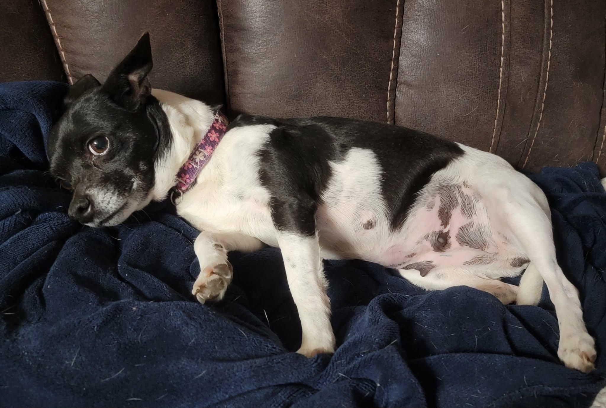 Enlarge Regan, a ADOPTABLE mixed breed in Van Alstyne, TX image 6/6