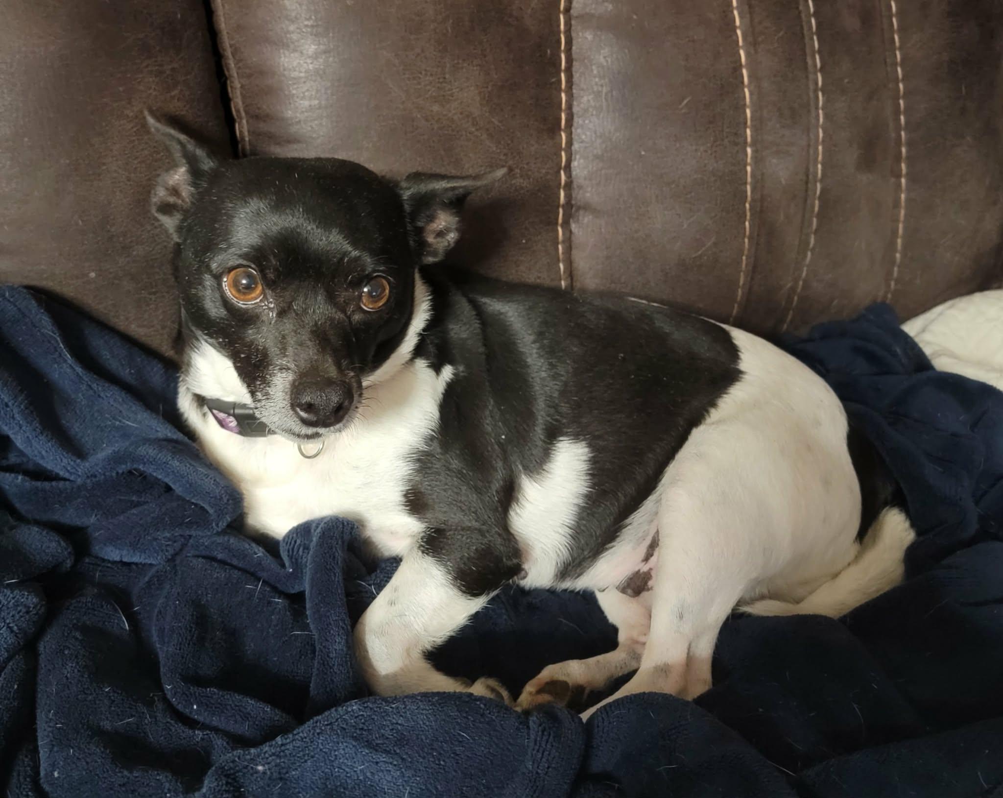 Enlarge Regan, a ADOPTABLE mixed breed in Van Alstyne, TX image 4/6