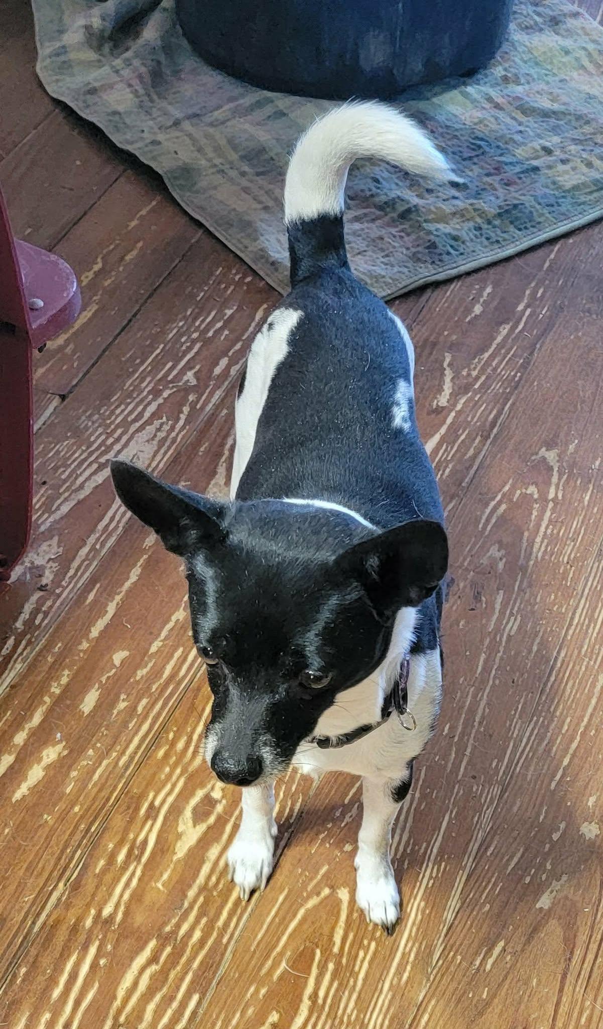 Enlarge Regan, a ADOPTABLE mixed breed in Van Alstyne, TX image 3/6