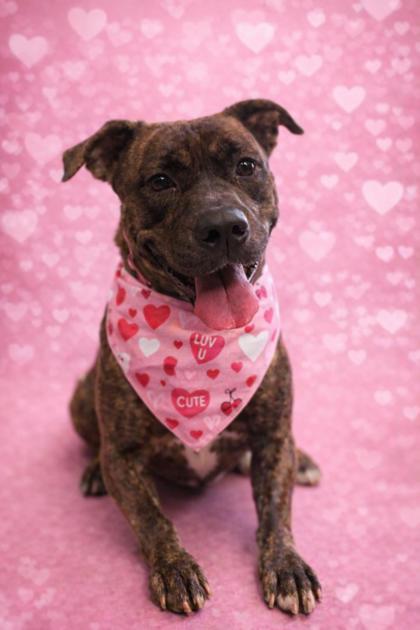 Lady, Adoptable, Adult Female Pit Bull Terrier & Mixed Breed.