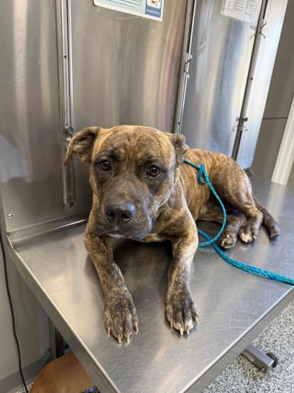 Lady, Adoptable, Adult Female Pit Bull Terrier & Mixed Breed.