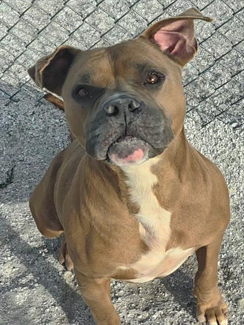 DUKE, Adoptable, Adult Male Pit Bull Terrier.