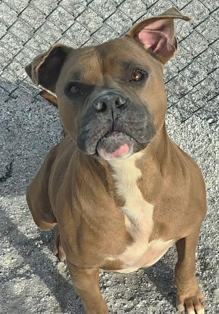 DUKE, Adoptable, Adult Male Pit Bull Terrier.