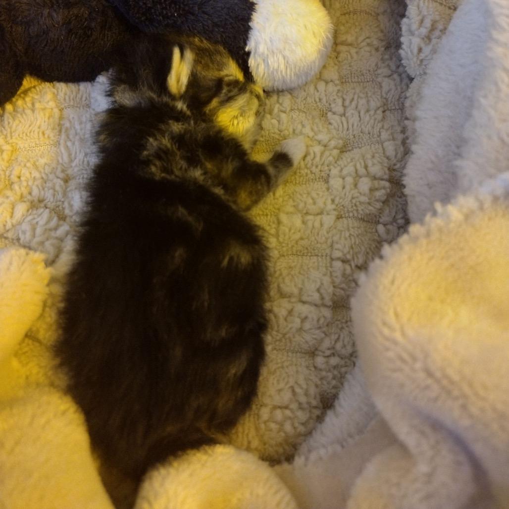 Backfire, Adoptable, Young Male Domestic Short Hair.