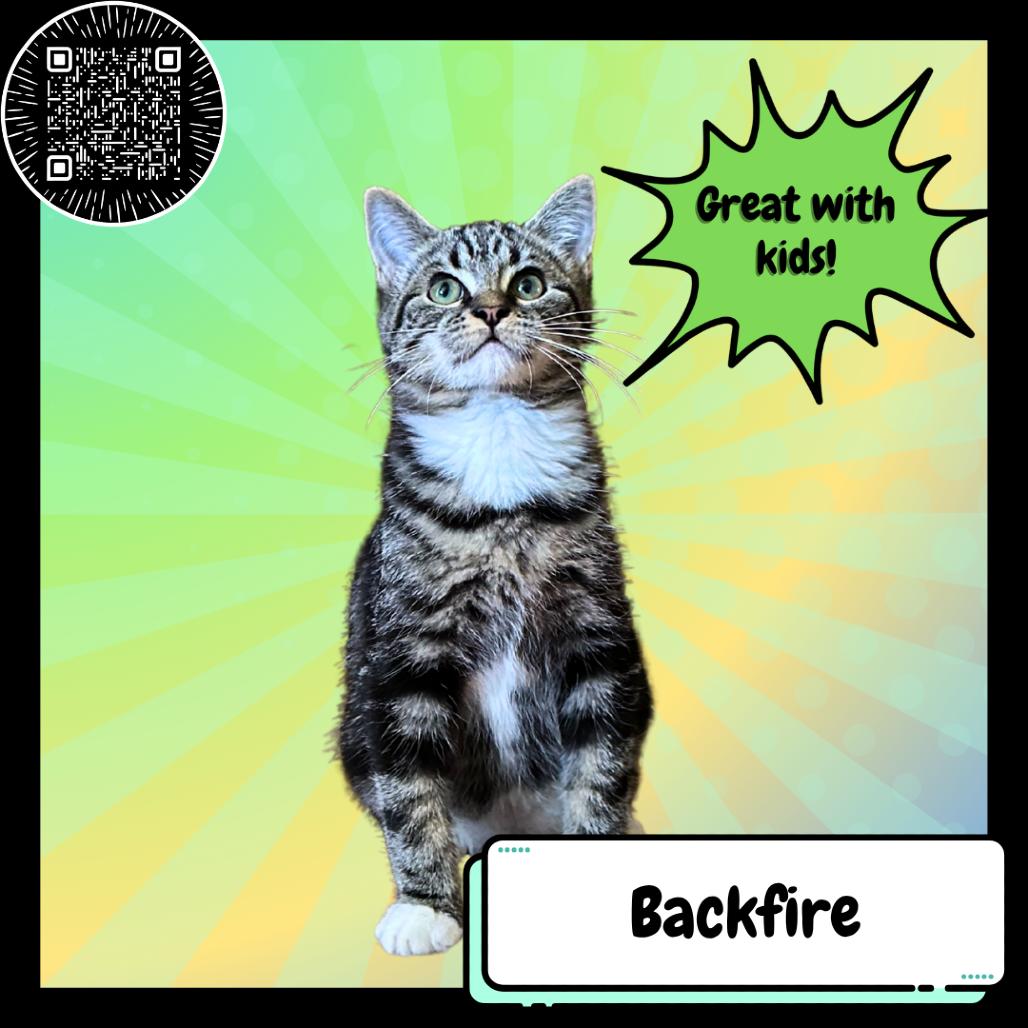 Backfire, a Adoptable Domestic Short Hair in Suisun City, CA image 3/6
