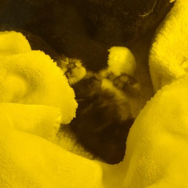 Backfire, a Adoptable Domestic Short Hair in Suisun City, CA image 5/6