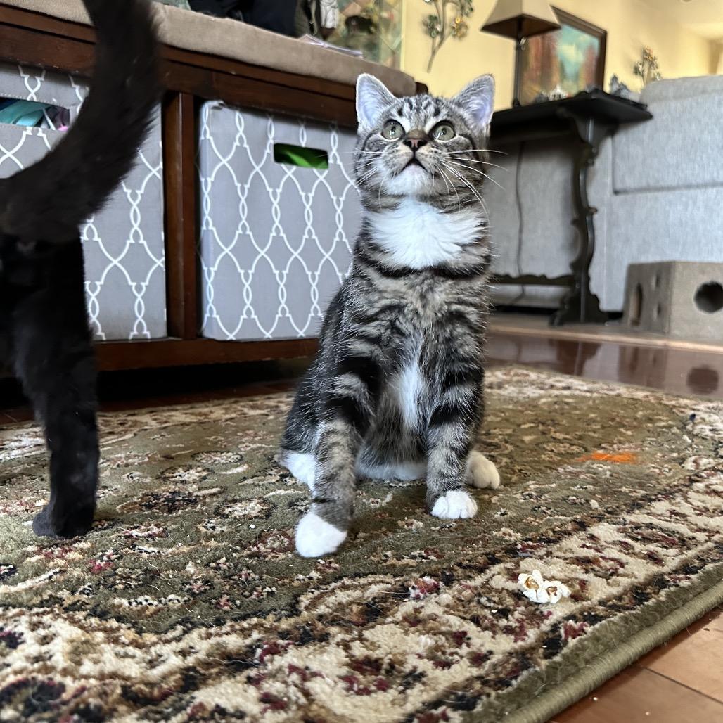 Enlarge Backfire, a Adoptable Domestic Short Hair in Suisun City, CA image 3/6