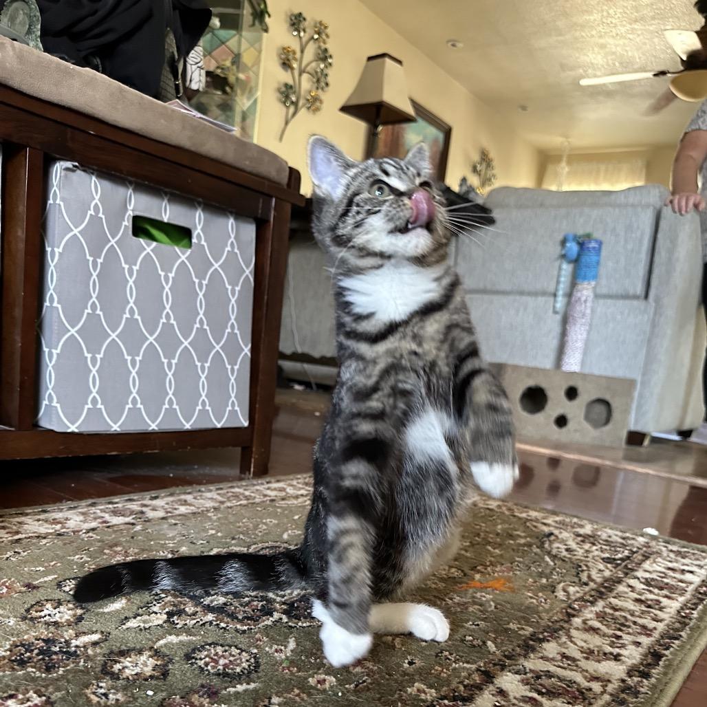 Enlarge Backfire, a Adoptable Domestic Short Hair in Suisun City, CA image 4/6