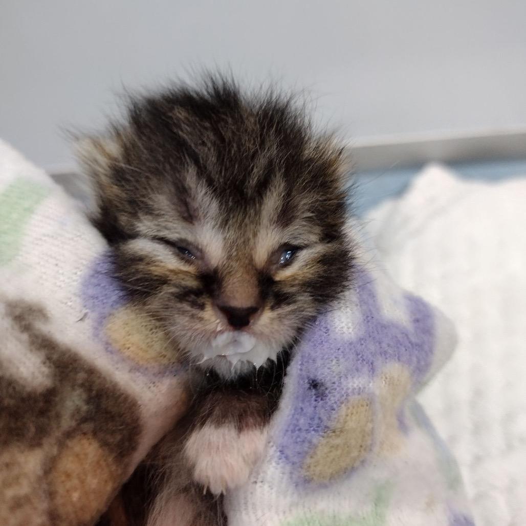 Enlarge Backfire, a Adoptable Domestic Short Hair in Suisun City, CA image 6/6