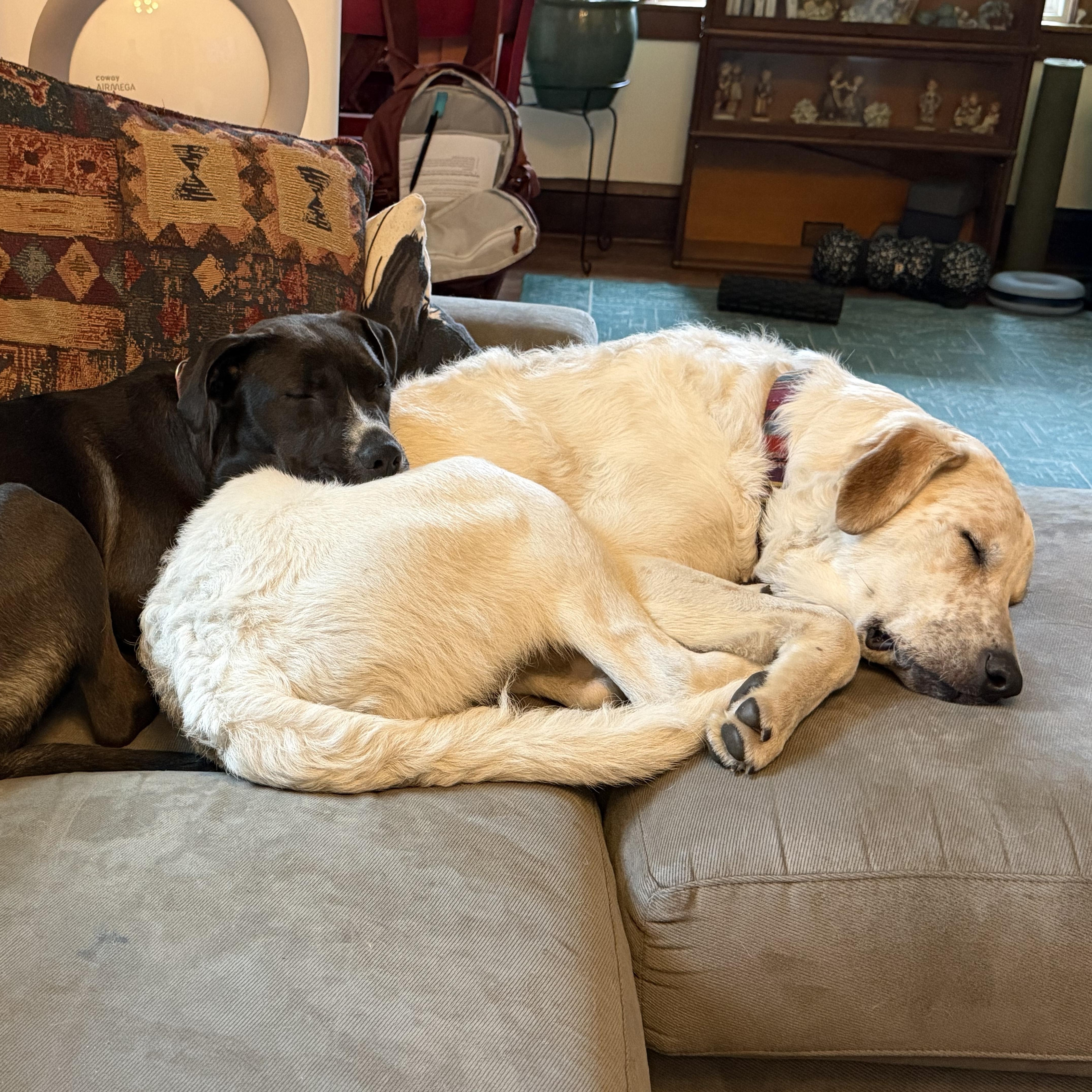 Enlarge Hank, a Adoptable mixed breed in Minneapolis, MN image 2/4
