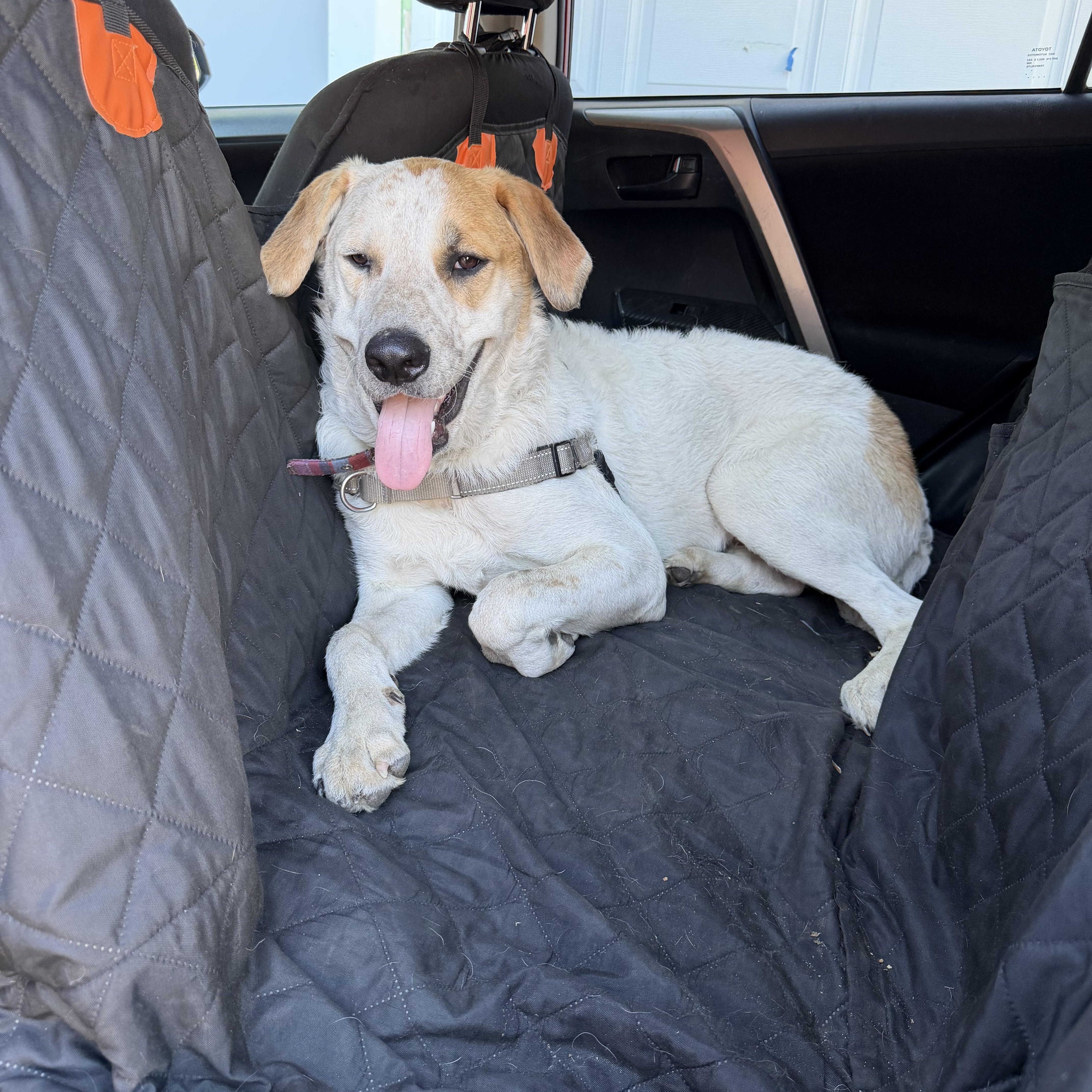 Enlarge Hank, a Adoptable mixed breed in Minneapolis, MN image 3/4
