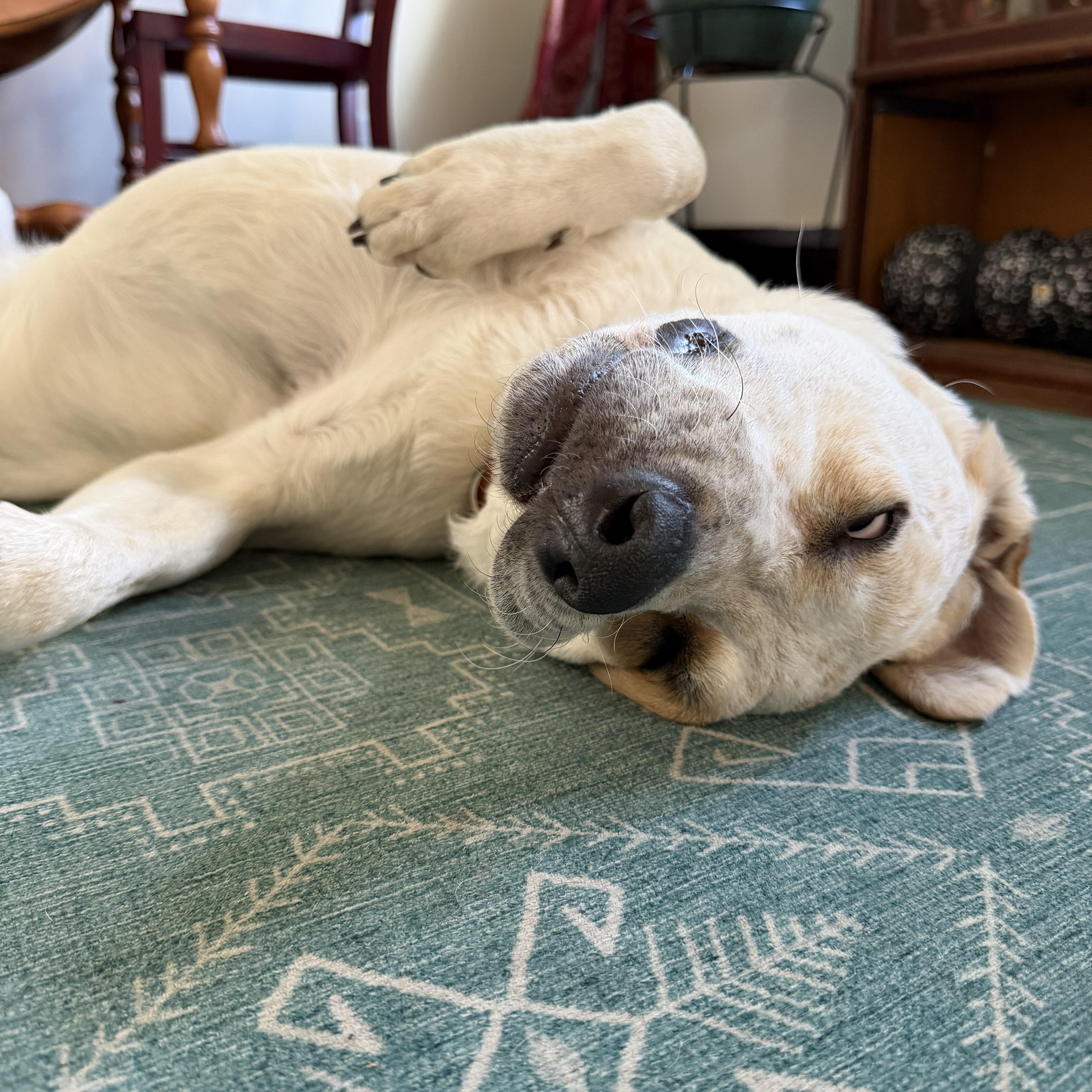 Enlarge Hank, a Adoptable mixed breed in Minneapolis, MN image 4/4