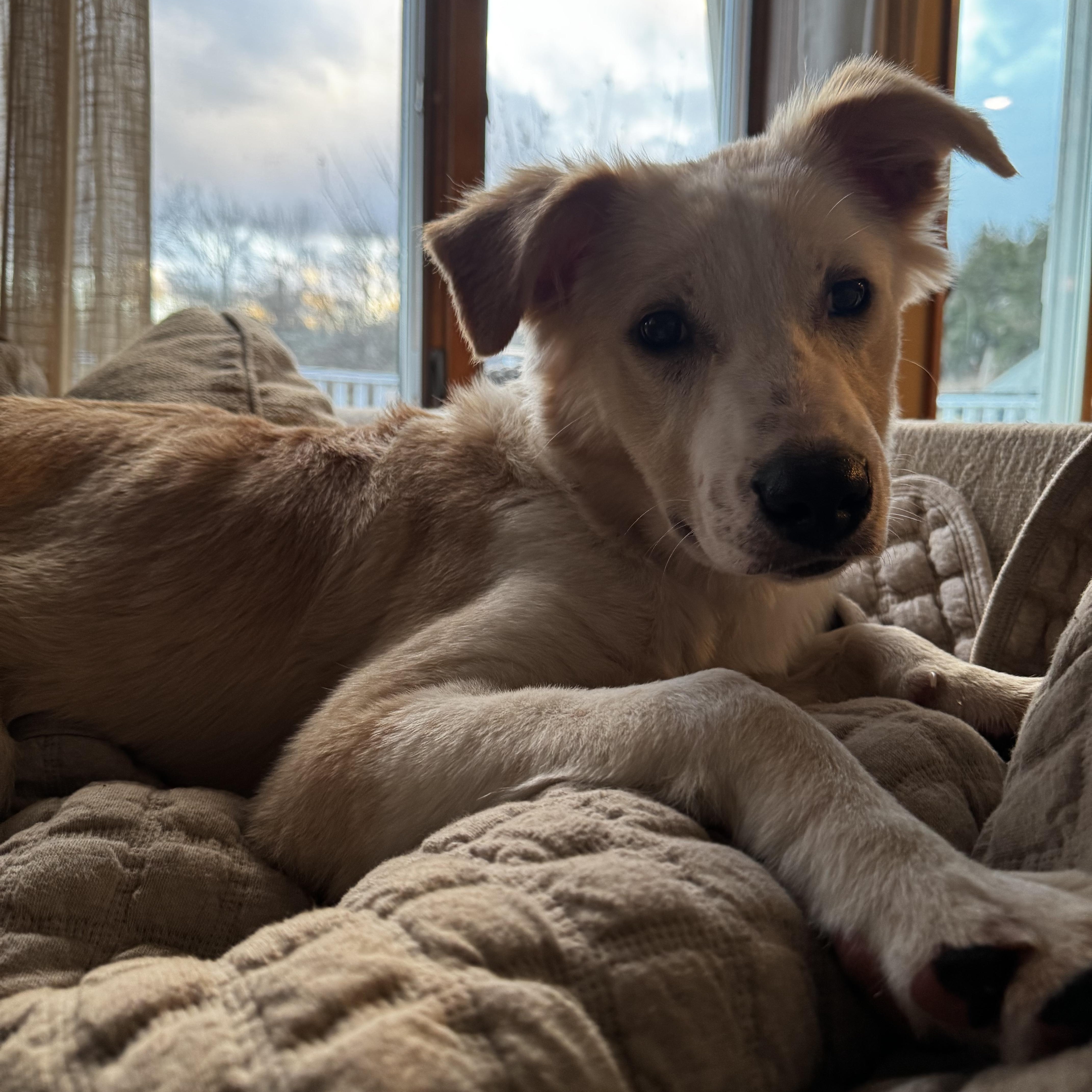 Enlarge Simba Puppy, a Adoptable mixed breed in Newton, NJ image 2/3