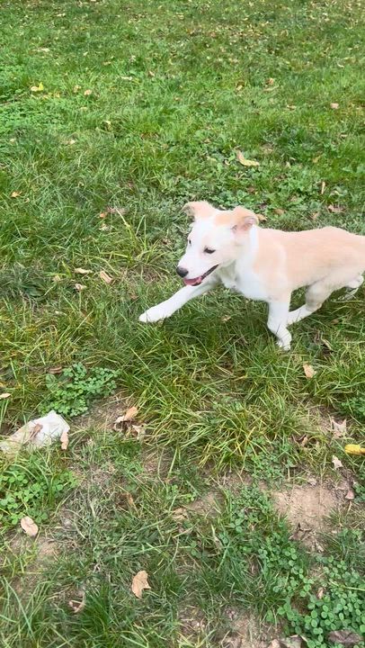 Enlarge Simba Puppy, a Adoptable mixed breed in Newton, NJ video 3/3