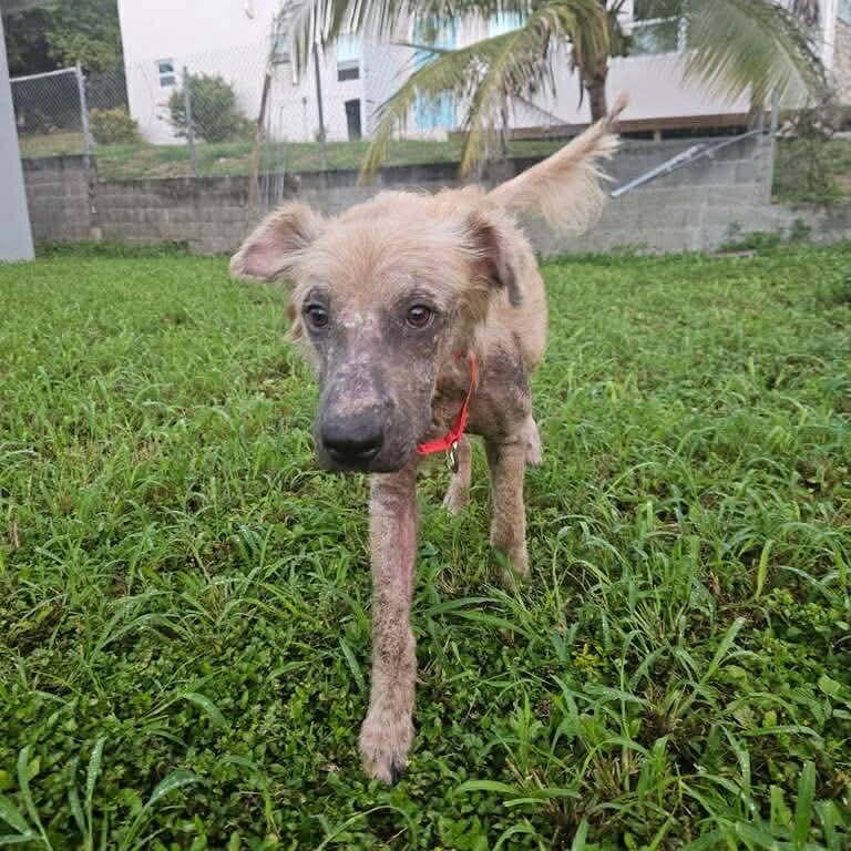 Enlarge Arther H.  Fozzerelli aka Fozzi, a Adoptable Mixed Breed in Frederiksted, VI image 1/6