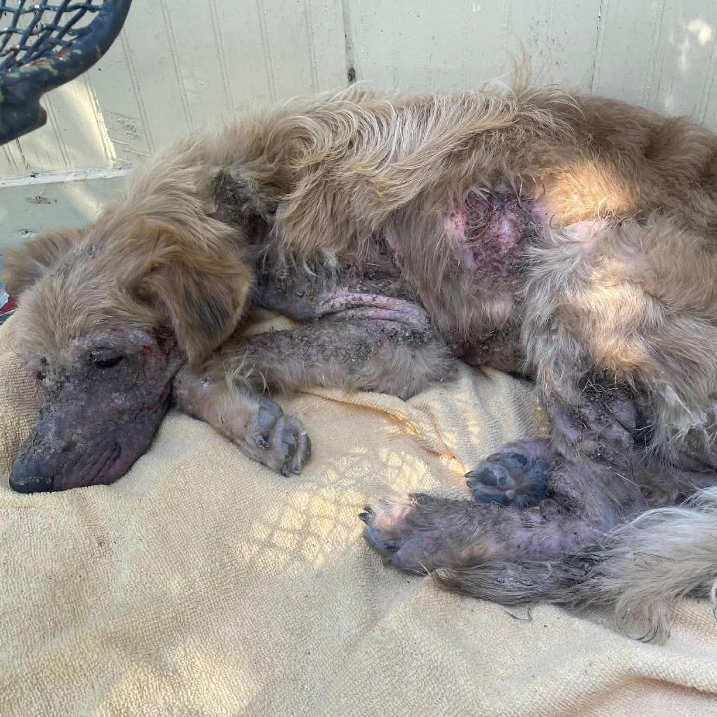 Arther H.  Fozzerelli aka Fozzi, Adoptable, Adult Male Mixed Breed.