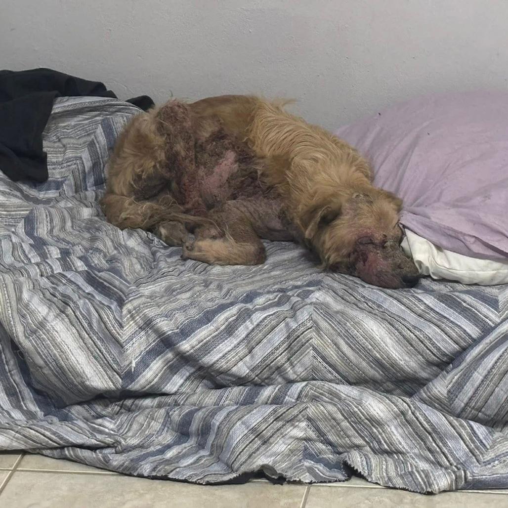 Enlarge Arther H.  Fozzerelli aka Fozzi, a Adoptable Mixed Breed in Frederiksted, VI image 2/6