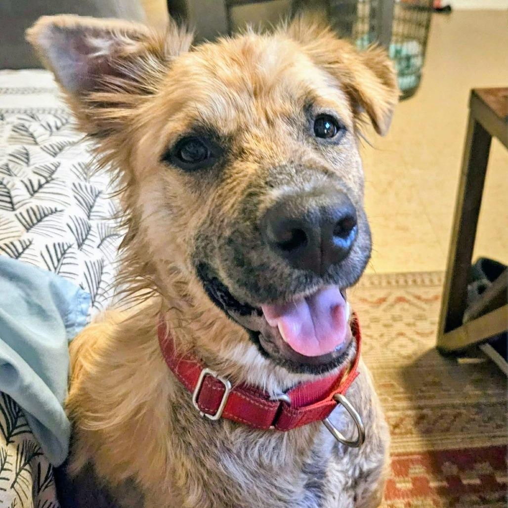 Enlarge Arther H.  Fozzerelli aka Fozzi, a Adoptable Mixed Breed in Frederiksted, VI image 3/6