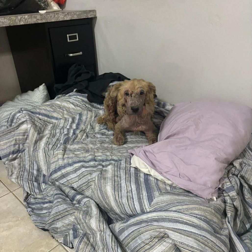 Enlarge Arther H.  Fozzerelli aka Fozzi, a Adoptable Mixed Breed in Frederiksted, VI image 4/6