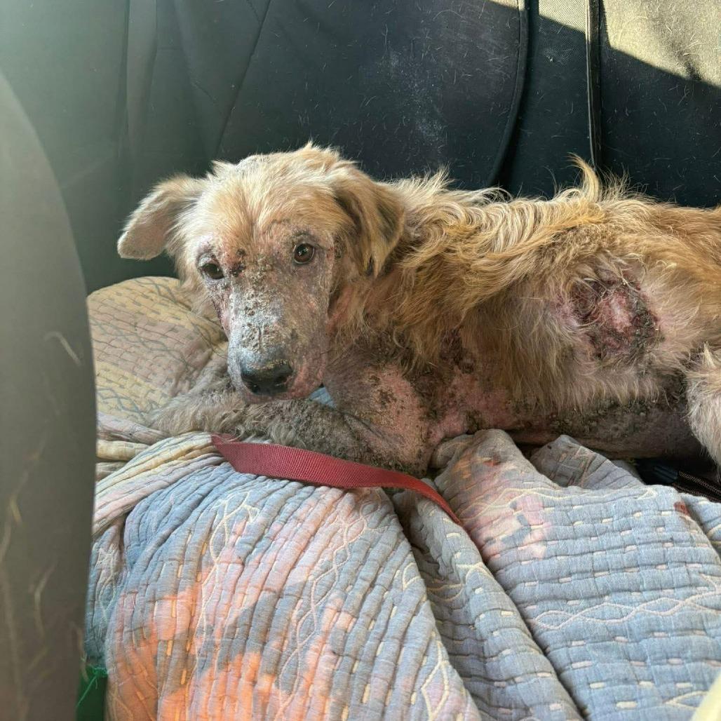 Enlarge Arther H.  Fozzerelli aka Fozzi, a Adoptable Mixed Breed in Frederiksted, VI image 5/6