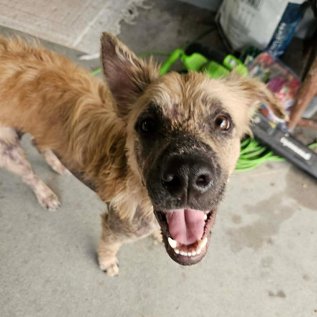 Enlarge Arther H.  Fozzerelli aka Fozzi, a Adoptable Mixed Breed in Frederiksted, VI image 5/6