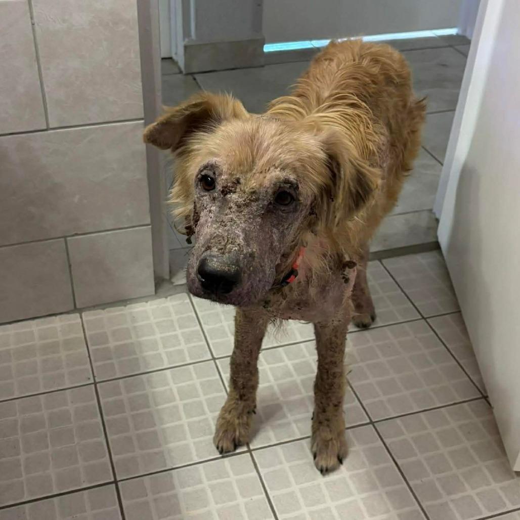 Enlarge Arther H.  Fozzerelli aka Fozzi, a Adoptable Mixed Breed in Frederiksted, VI image 6/6